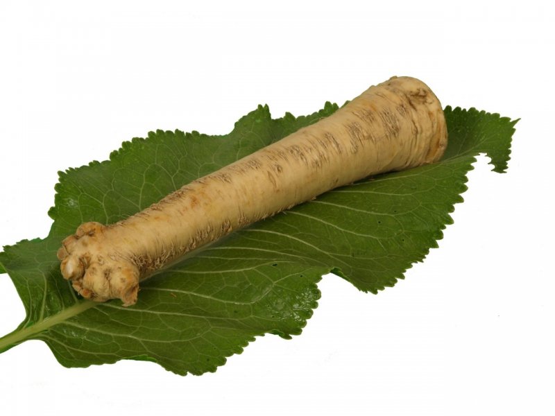 Корень хрена