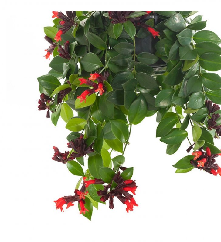 Эсхинантус lobbianus
