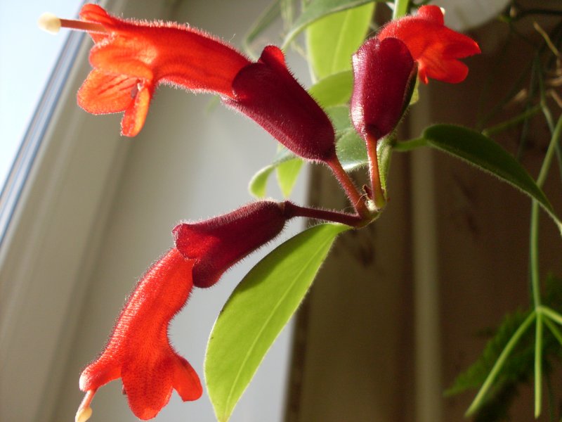 Эсхинантус radicans