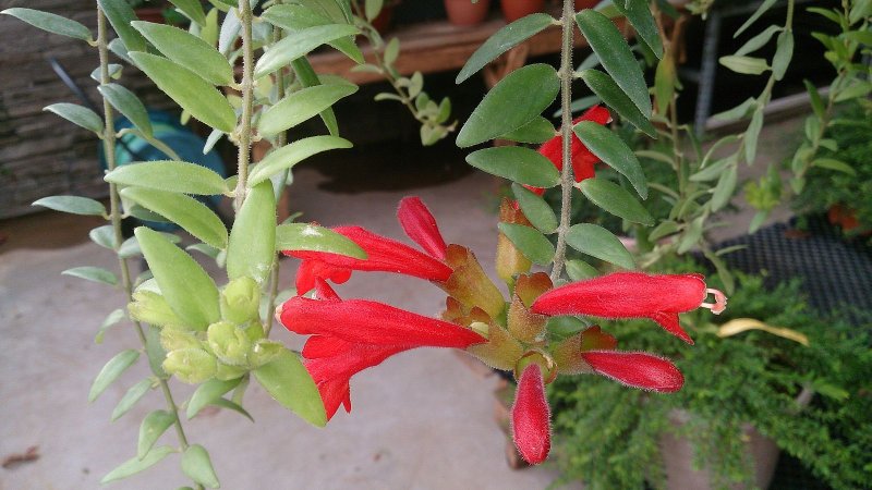 Хойя Aeschynanthus