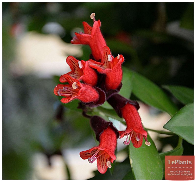 Эсхинантус (Aeschynanthus) Мона Лиза