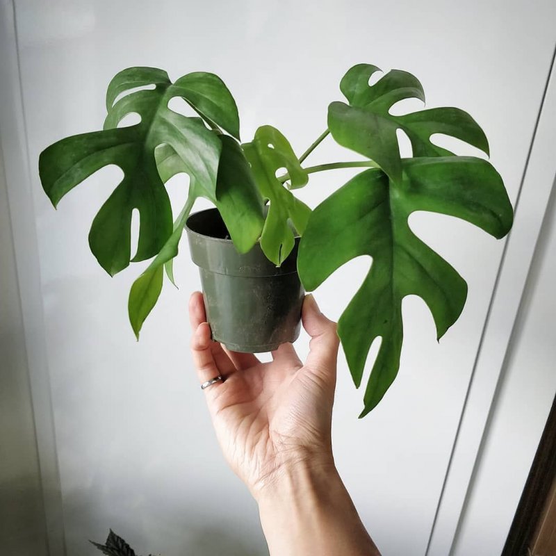 Rhaphidophora korthalsii
