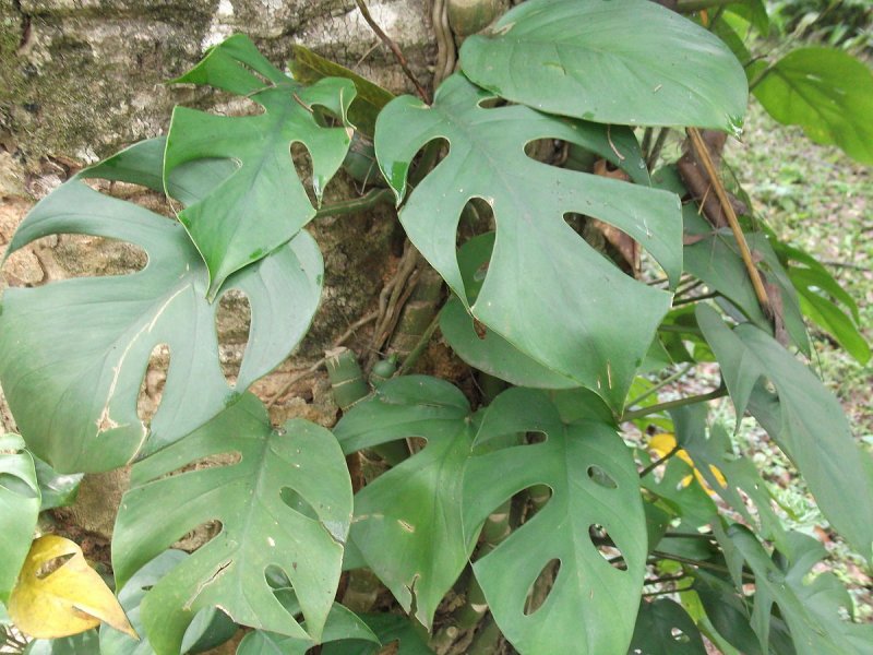 Rhaphidophora celatocaulis