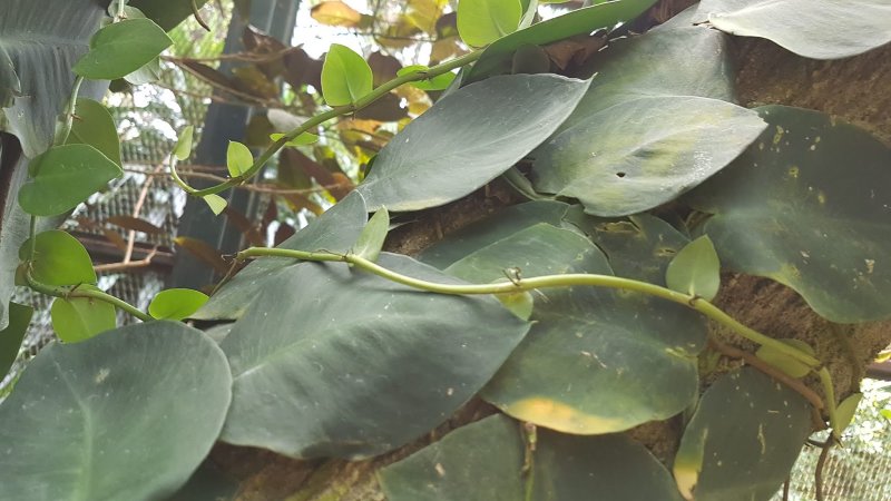 Рафидофора celatocaulis