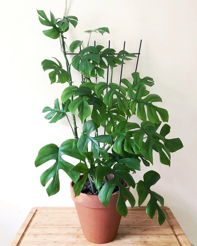 Рафидофора tetrasperma