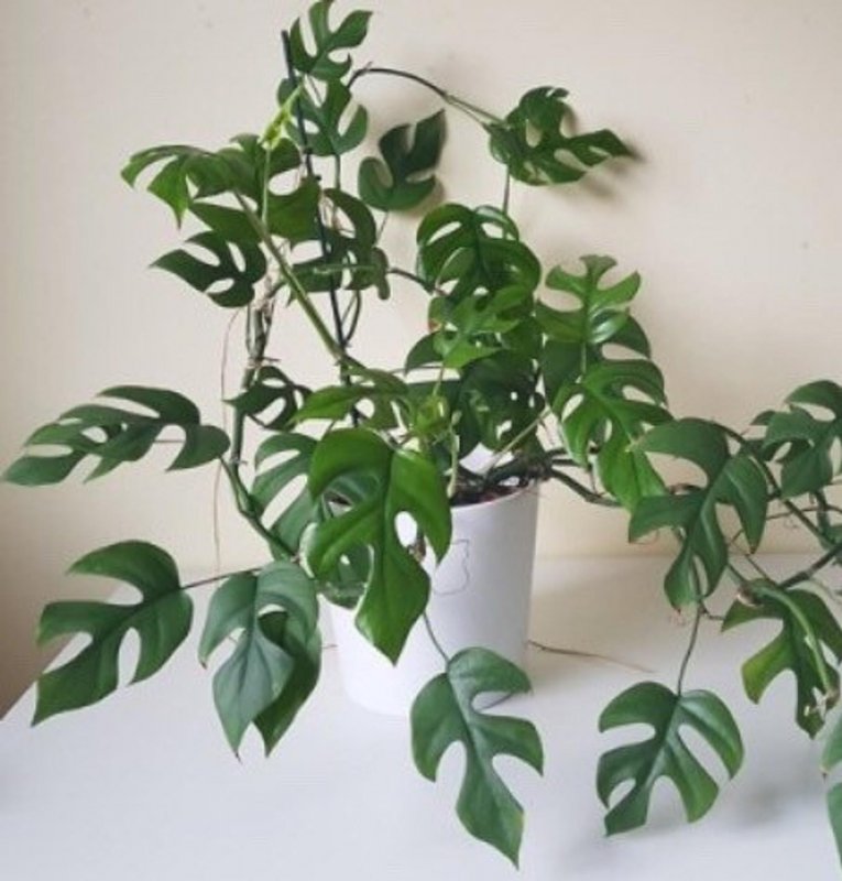 Рафидофора tetrasperma