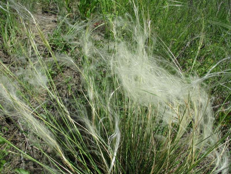 Ковыль бородатый, Stipa barbata
