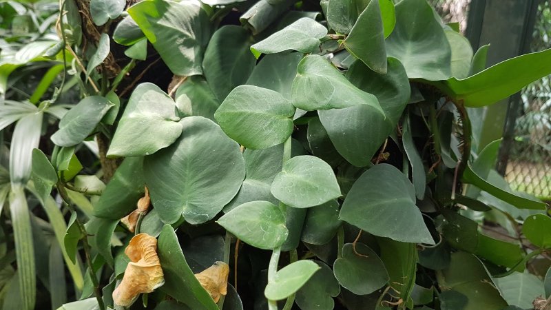 Рафидофора celatocaulis