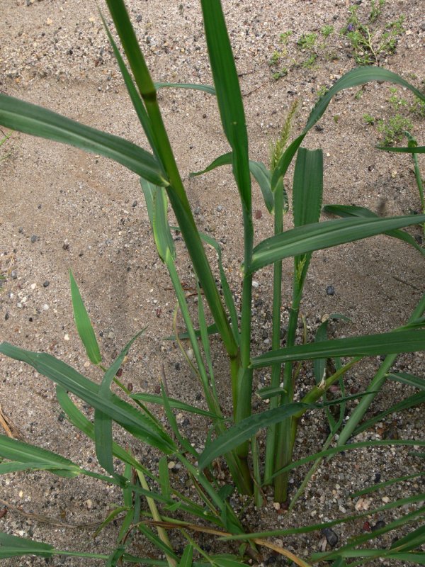 Просо прутьевидное Шенандоа Panicum virgatum "Shenandoah