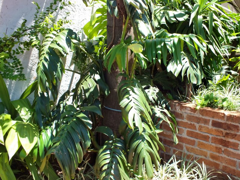 Rhaphidophora pachyphylla