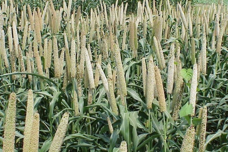 Просо Panicum virgatum Buffalo Green