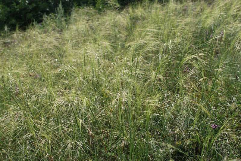 Просо прутьевидное Шенандоа Panicum virgatum "Shenandoah
