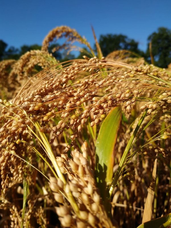 Bajra Rhaije