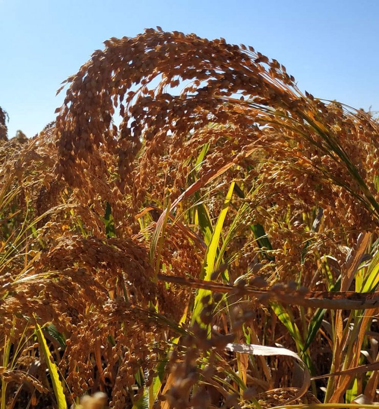 Eragrostis curvula