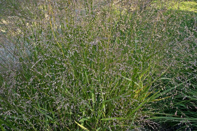 Panicum virgatum Emerald Chief