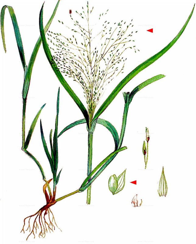 Просо Panicum virgatum Buffalo Green