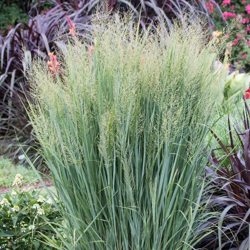 Northwind Switchgrass трава