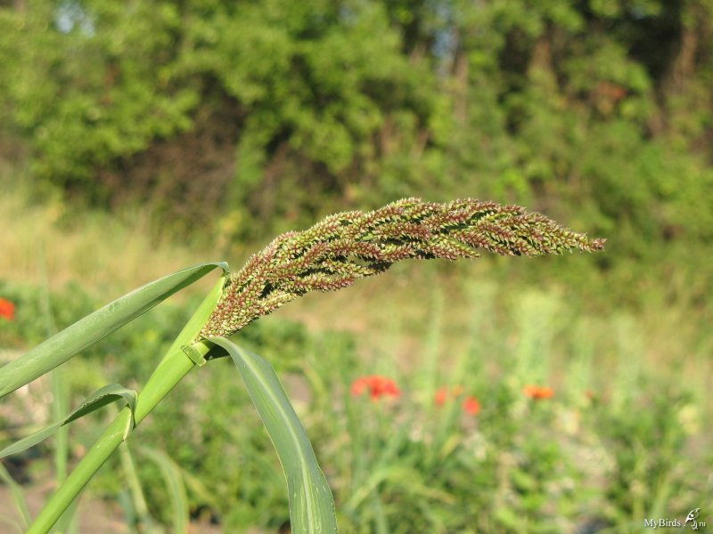 Panicum dichotomiflorum