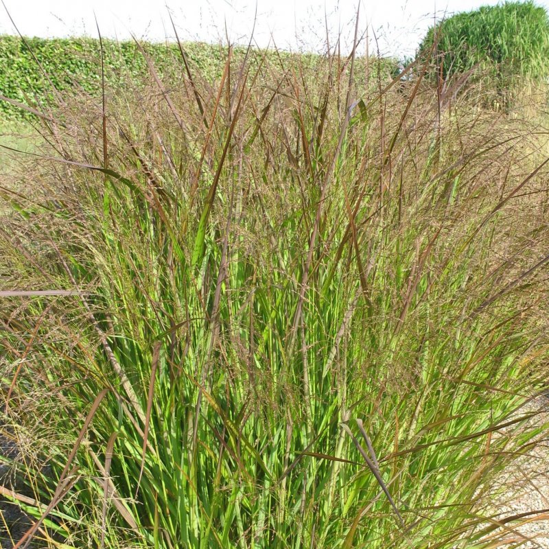 Просо прутьевидное Рехбраун Panicum virgatum Rehbraun