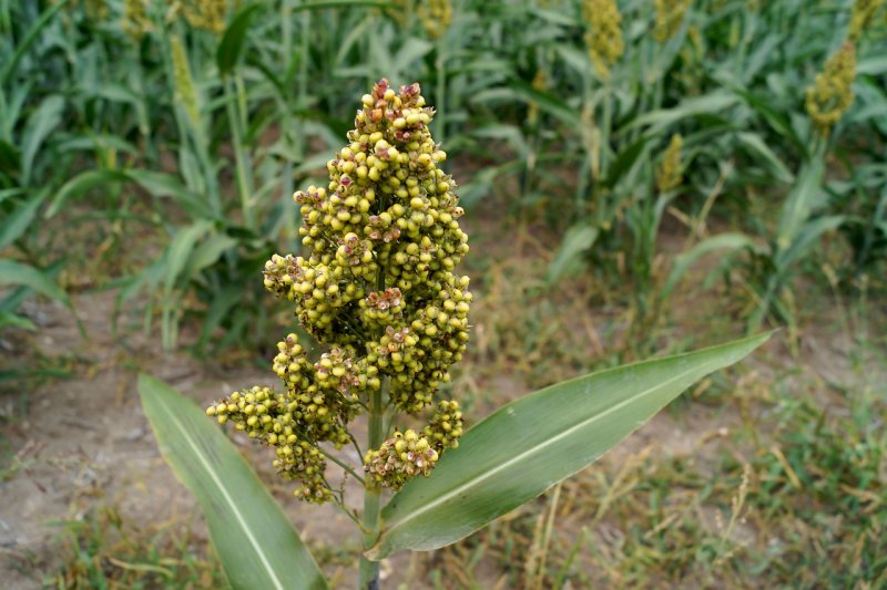Просо Panicum virgatum Warrior