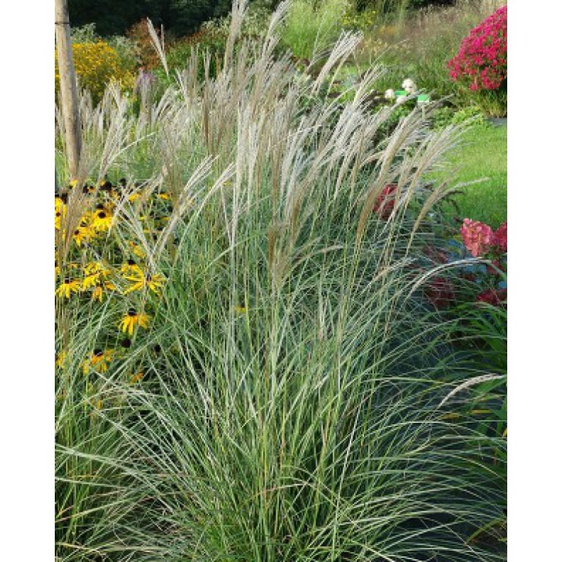 Miscanthus sinensis Adagio