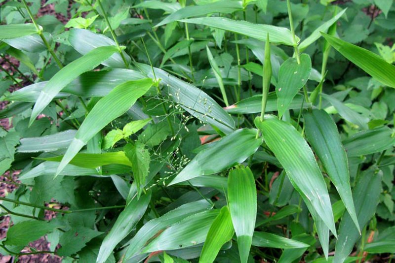 Просо волосовидное – Panicum capillare