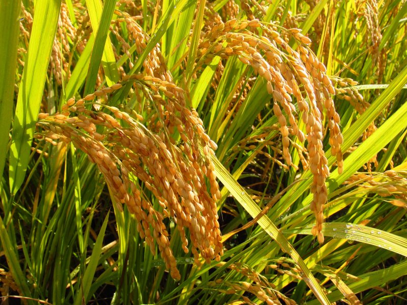 Рис Oryza Sativa