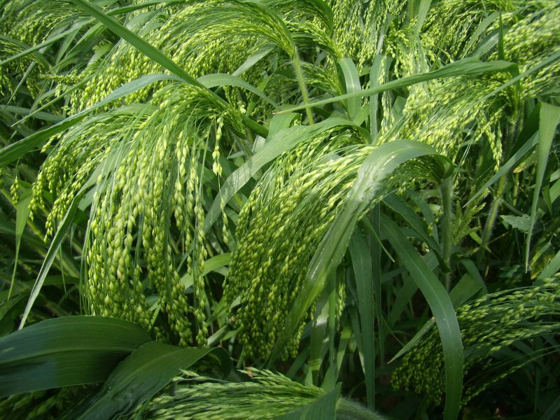 Panicum virgatum Rehbraun