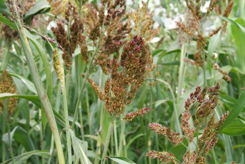 Просо прутьевидное Шенандоа Panicum virgatum "Shenandoah