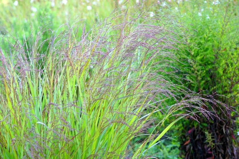 Echinochloa Crus-Galli