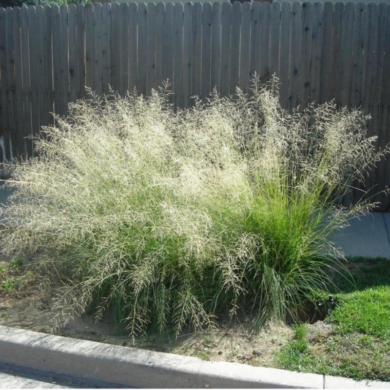 Panicum virgatum 'Rotstrahlbusch'