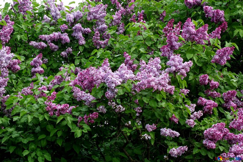Сирень кустовая