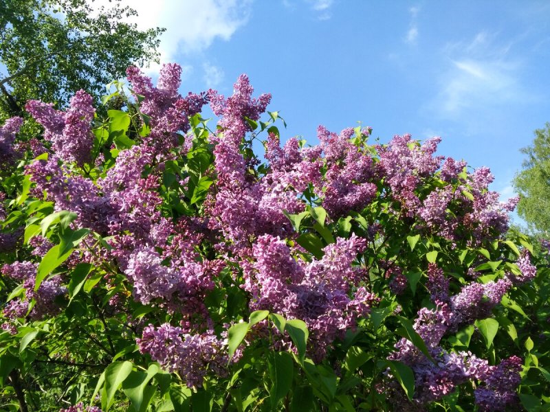 Сирень Syringa