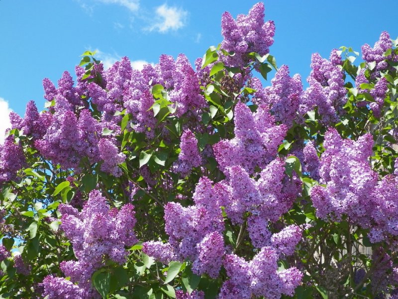 Сирень Syringa