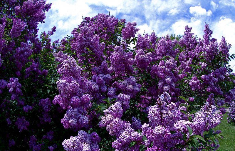 Сирень Syringa