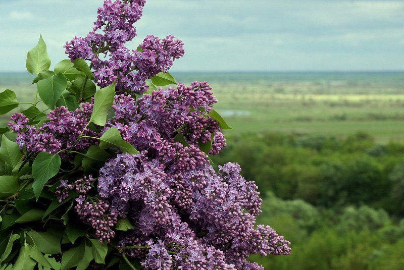 Сирень бургунди Квин