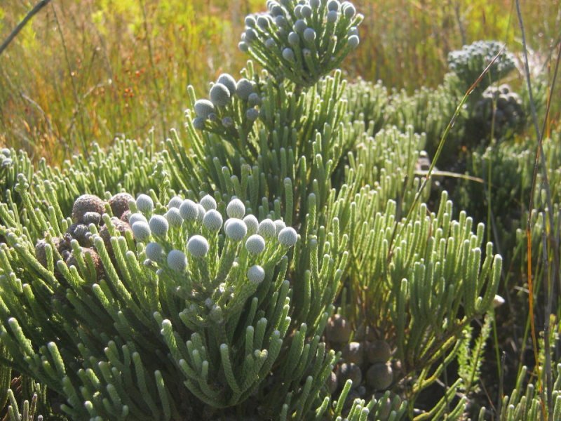 Brunia nodiflora