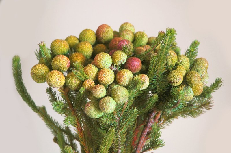 Berzelia lanuginosa