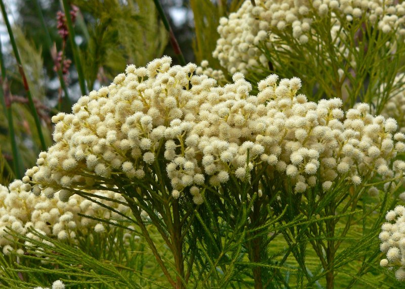 Берцелия скуарроса