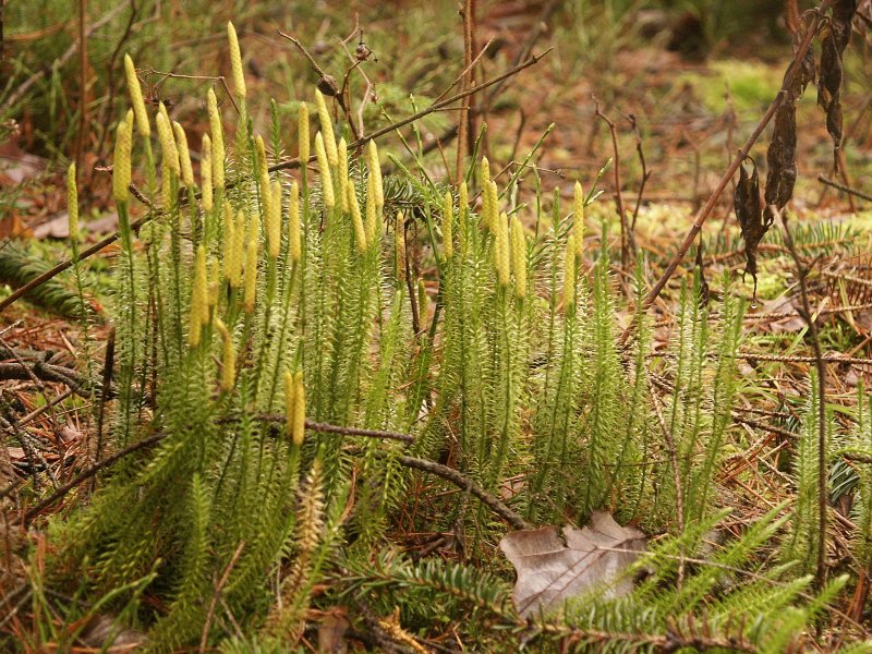Плаун годичный (Lycopodium annotinum)