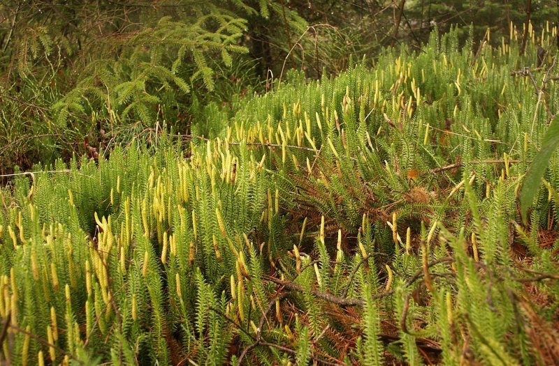 Плаун годичный (Lycopodium annotinum)