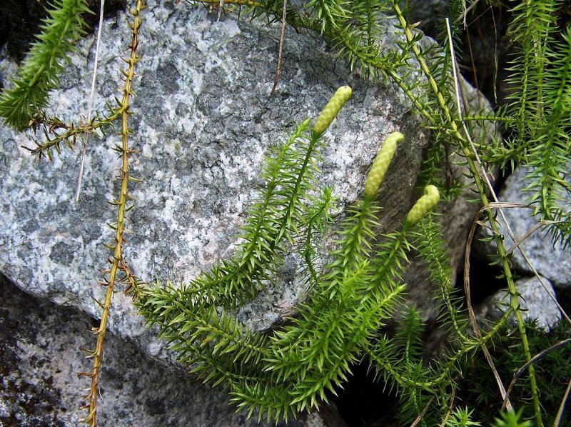Lycopodium dubium