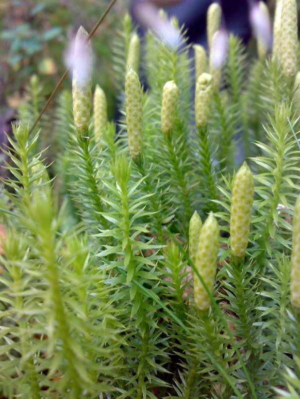 Huperzia selago