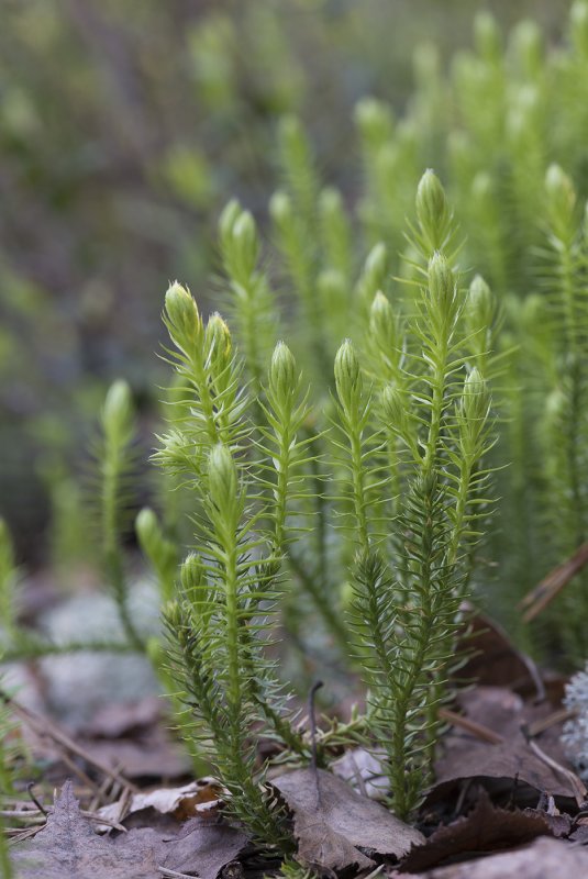 Плаун Lycopodium