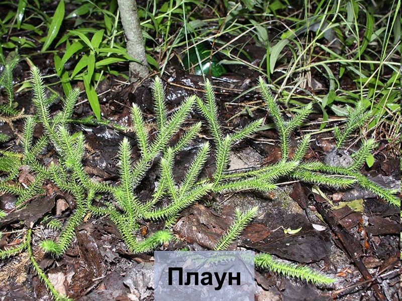 Плауновидные Плауновые