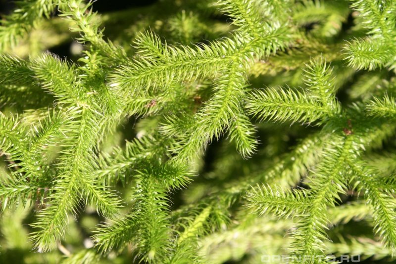 Плаун годичный Lycopodium annotinum l. 2