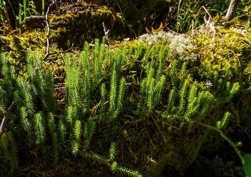 Плаун годичный( Lycopodium annotinum l.)