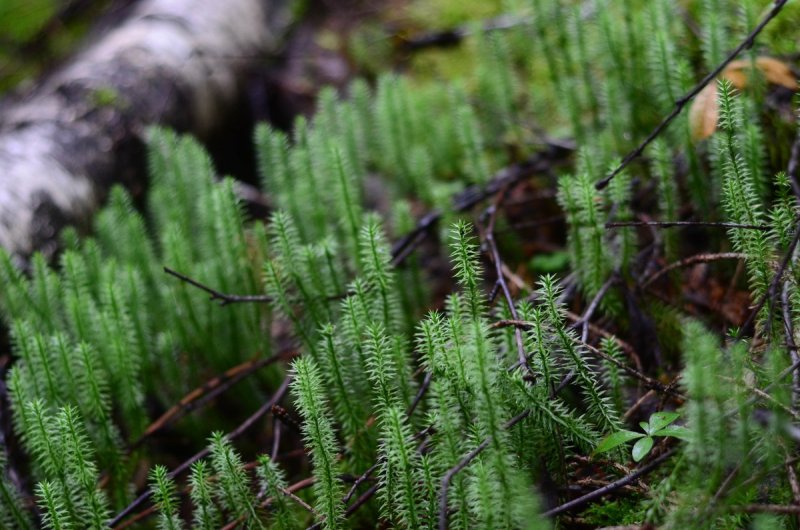 Плаун годичный( Lycopodium annotinum l.)