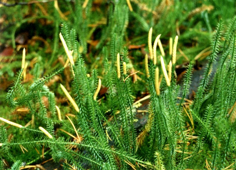 Плаун годичный (Lycopodium annotinum)