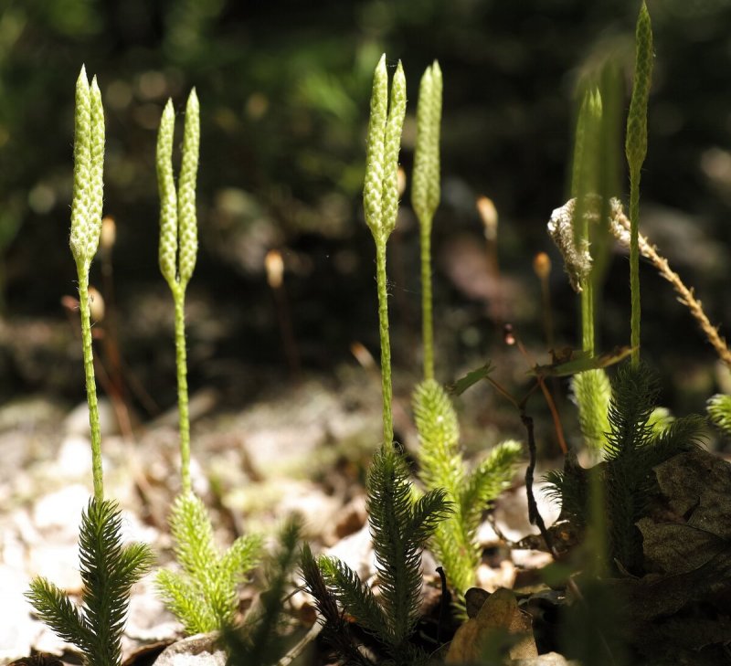 Плаун булавовидный Lycopodium clavatum l.